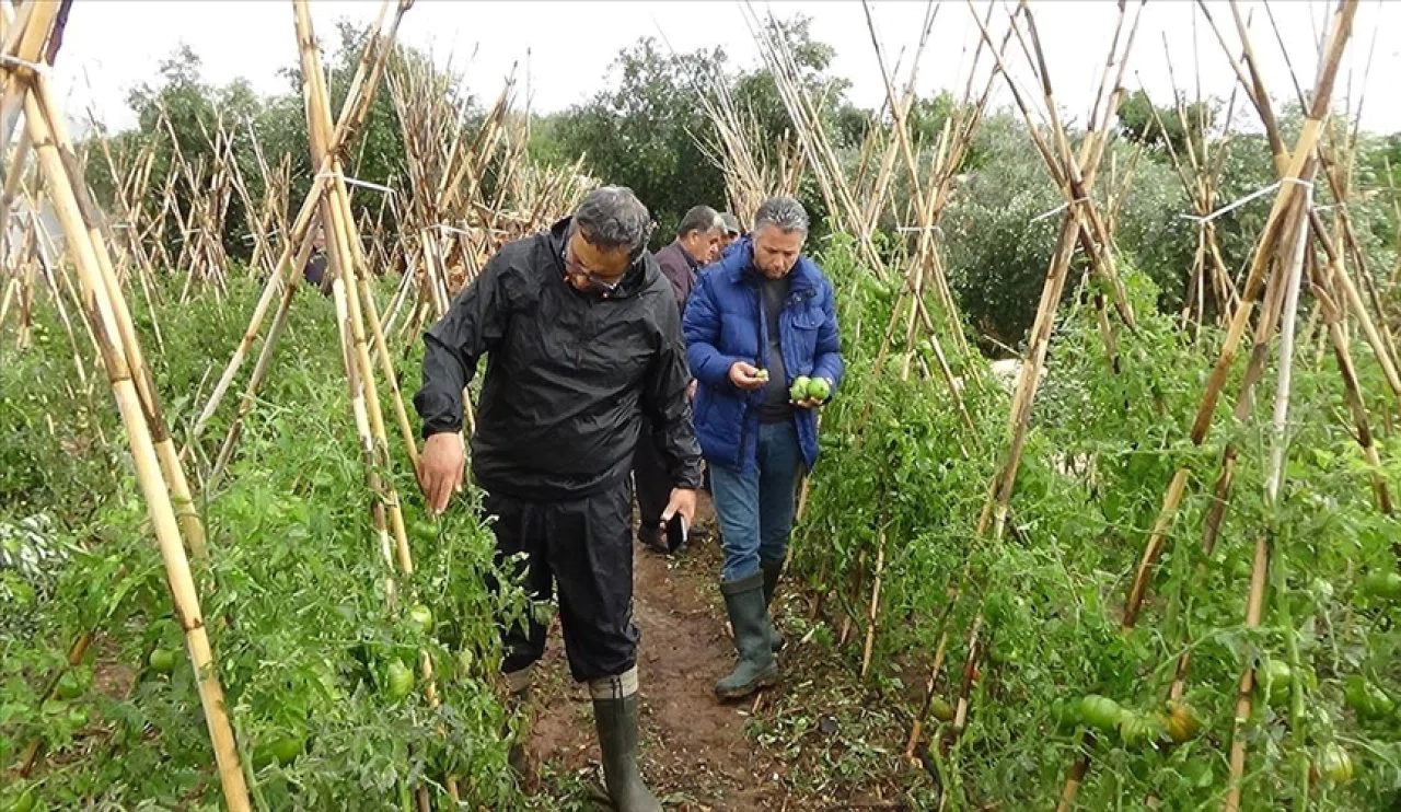 Tarımı dolu vurdu! Büyük hasar...