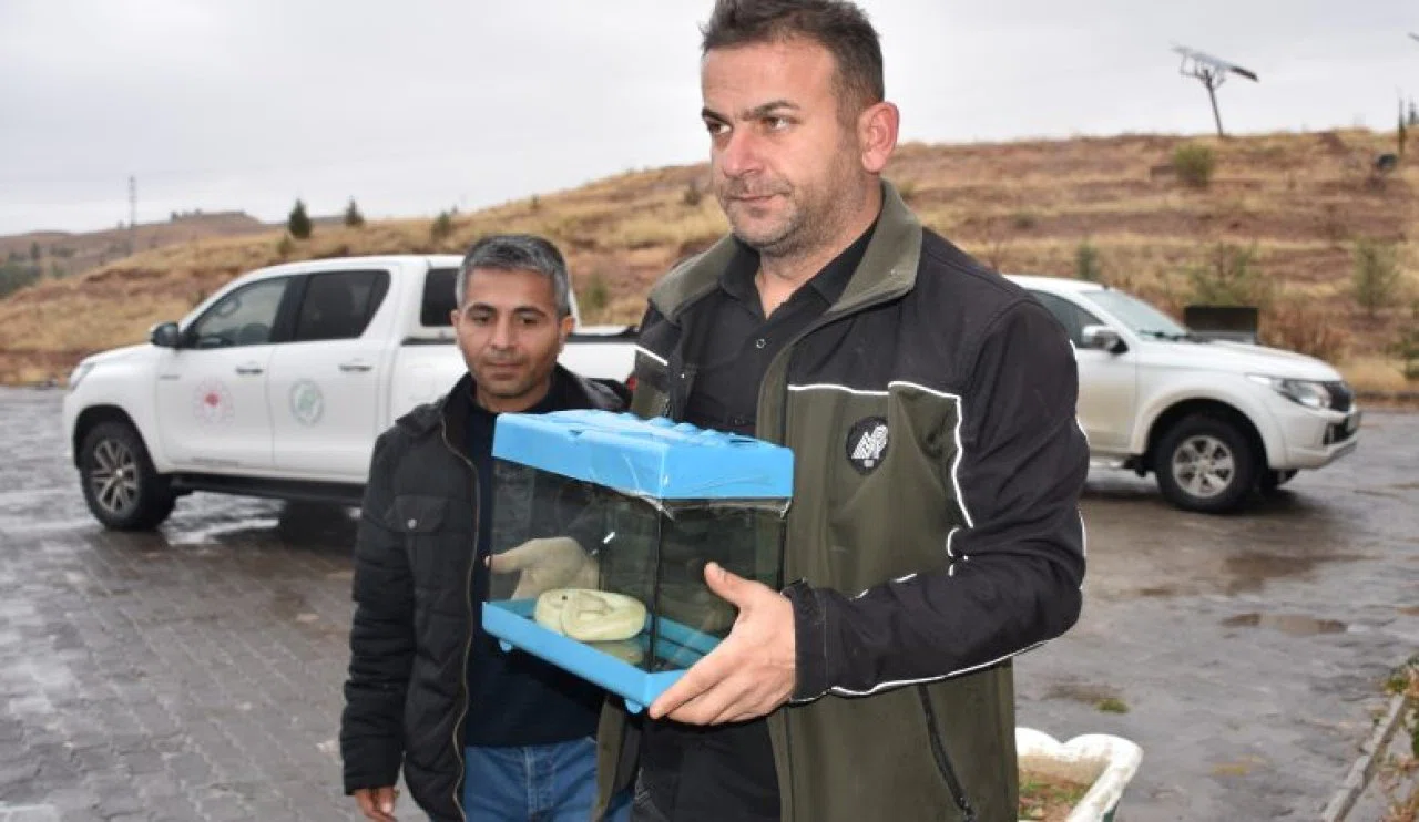 Aksaray'da kaçak bal pitonu ele geçirildi