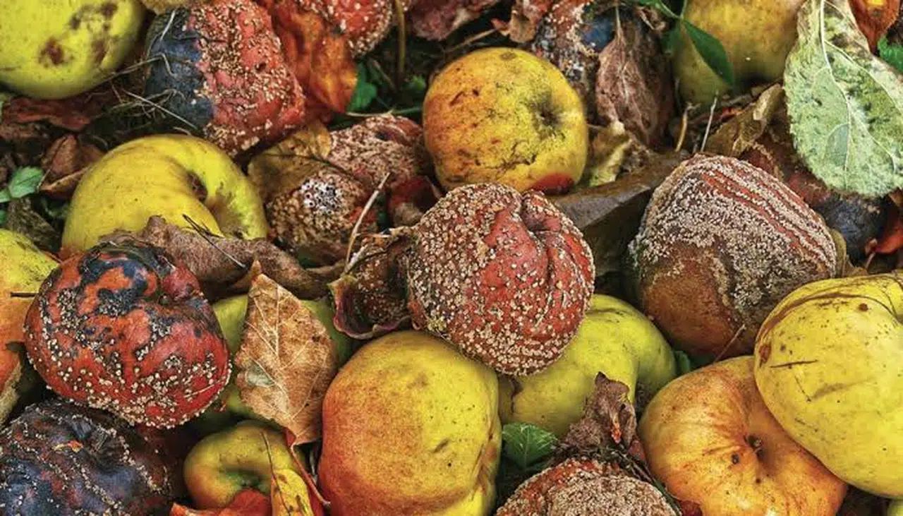 Küflenmiş gıdalar tüketmek tehlikeli midir?