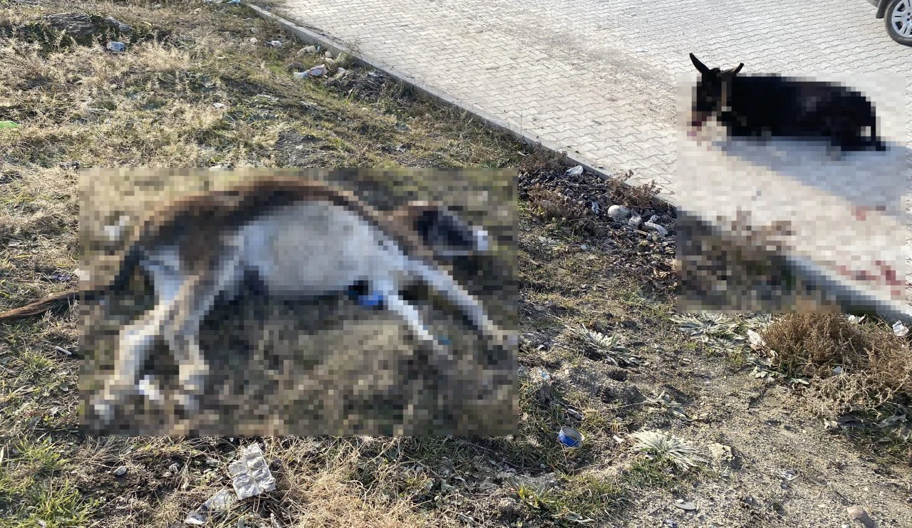 Konya'da akılalmaz trafik kazası! Tır iki eşeğe çarptı, sonra olanlar oldu...