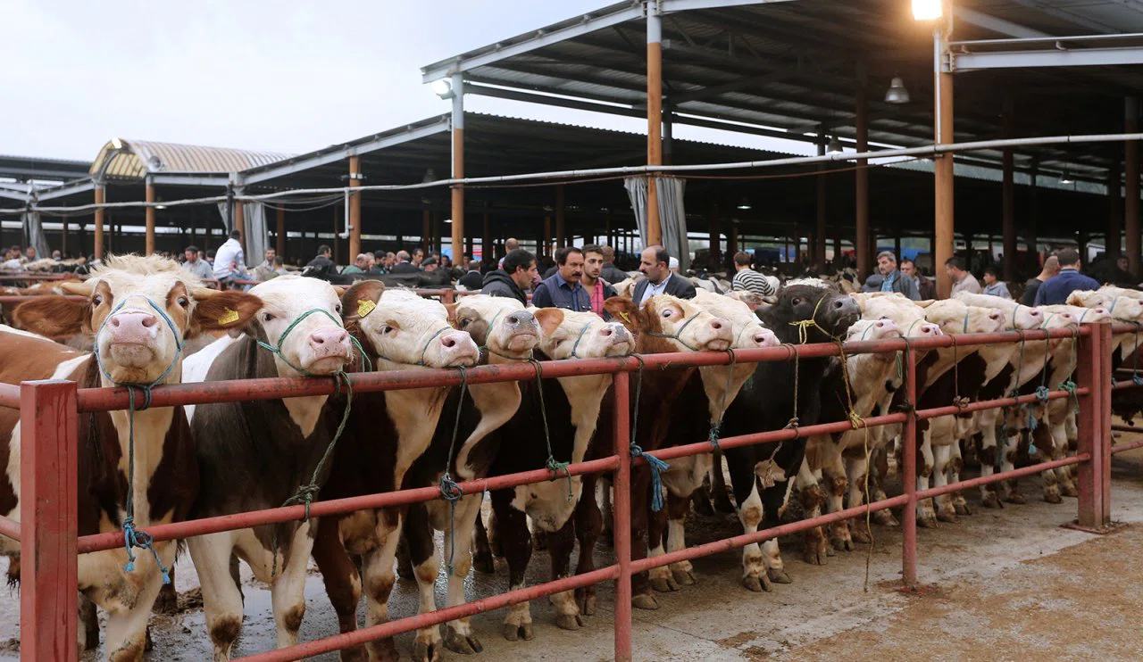 Canlı hayvan pazarında hastalık paniği! Faaliyete kapatıldı...