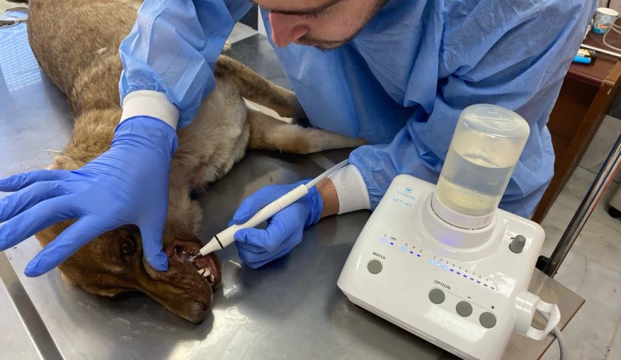 Seydişehir Belediyesi'nden Sahipsiz Hayvanlara Büyük Destek