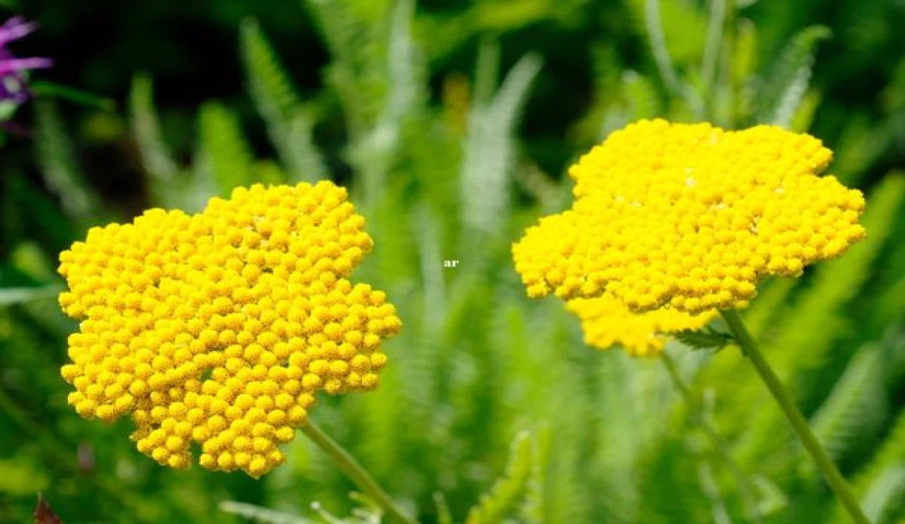 Civanperçemi'nin sağlık üzerine faydaları nelerdir?