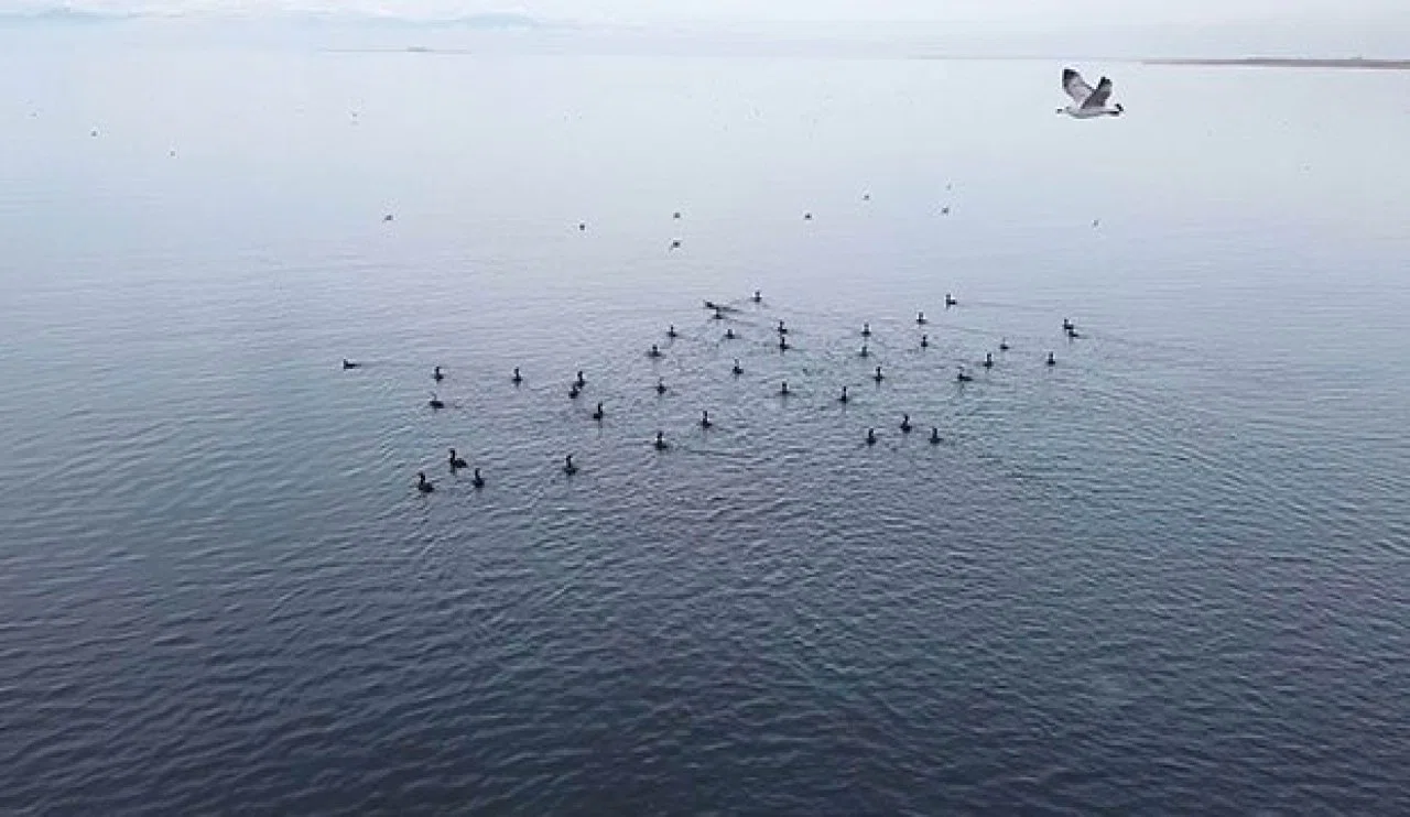 Konya'da kış ortası su kuşu sayımı