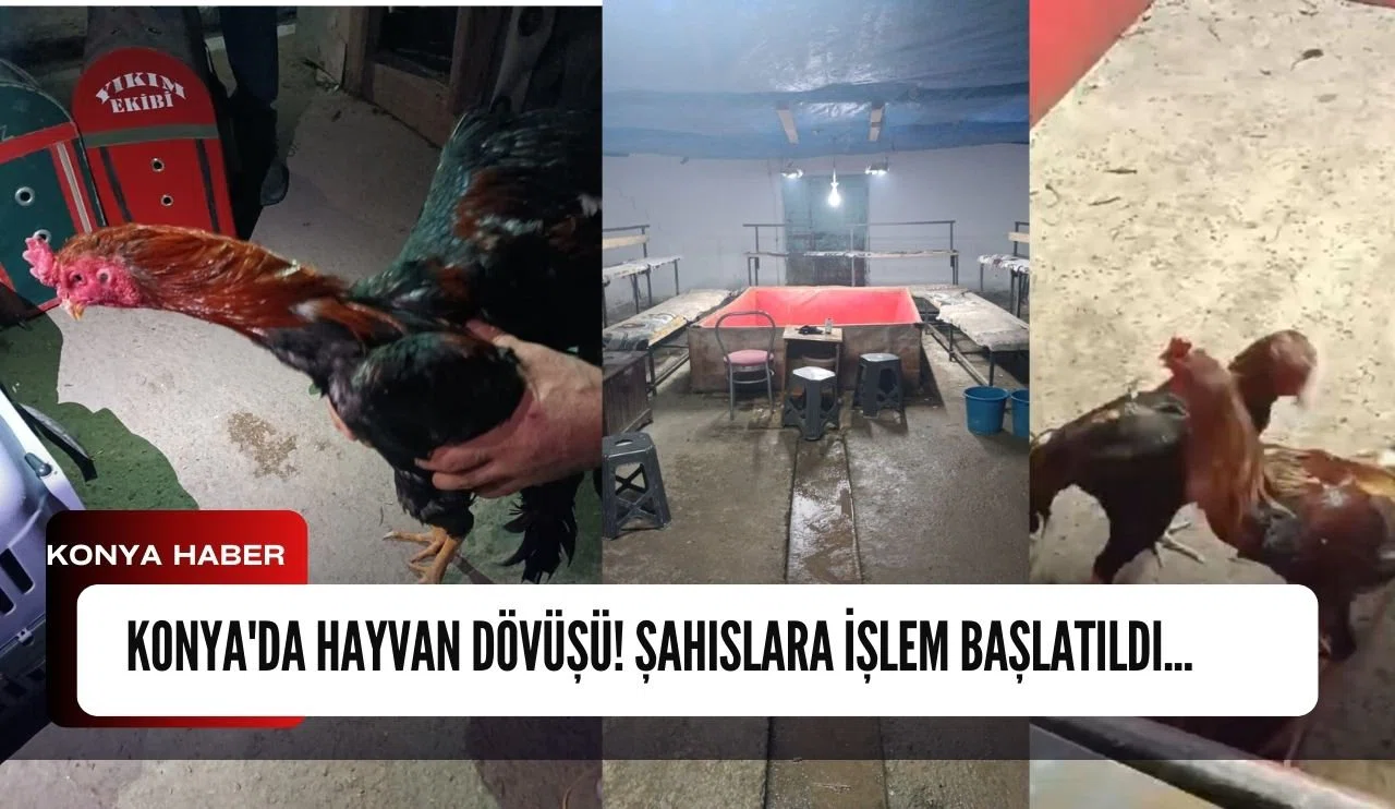 Konya'da hayvan dövüşü! Şahıslara işlem başlatıldı...