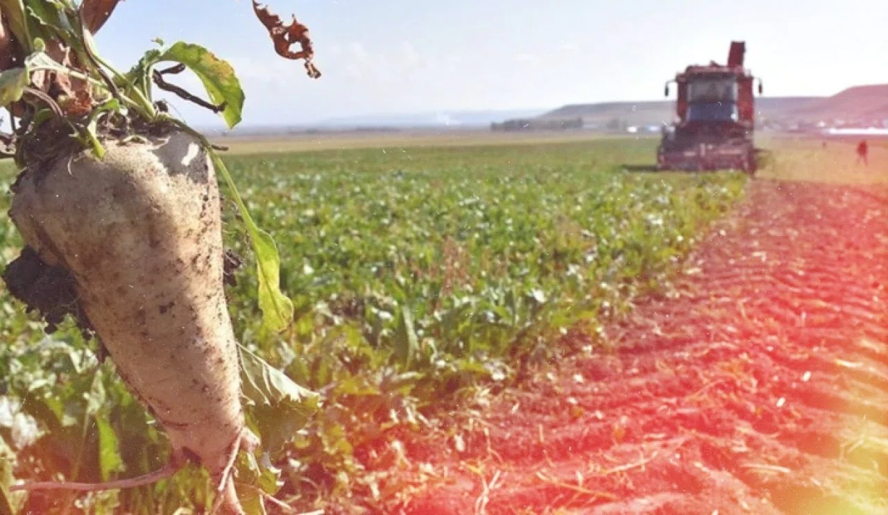 Konya Şeker'den rekor ödeme! Çiftçilerin hesaplarına 5,9 Milyar TL yatırılmaya başladı!