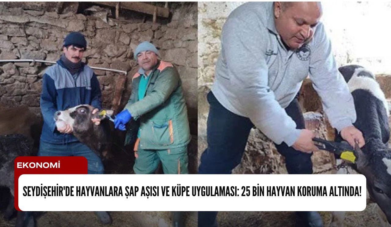 Seydişehir'de hayvanlara şap aşısı ve küpe uygulaması: 25 bin hayvan koruma altında!