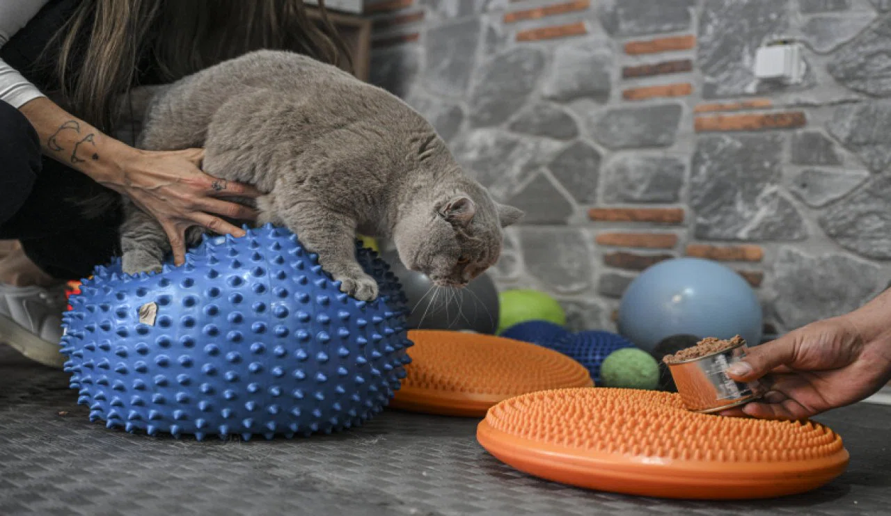 Obez kedi "Şiraz" pilates yaparak ve yüzerek zayıflıyor