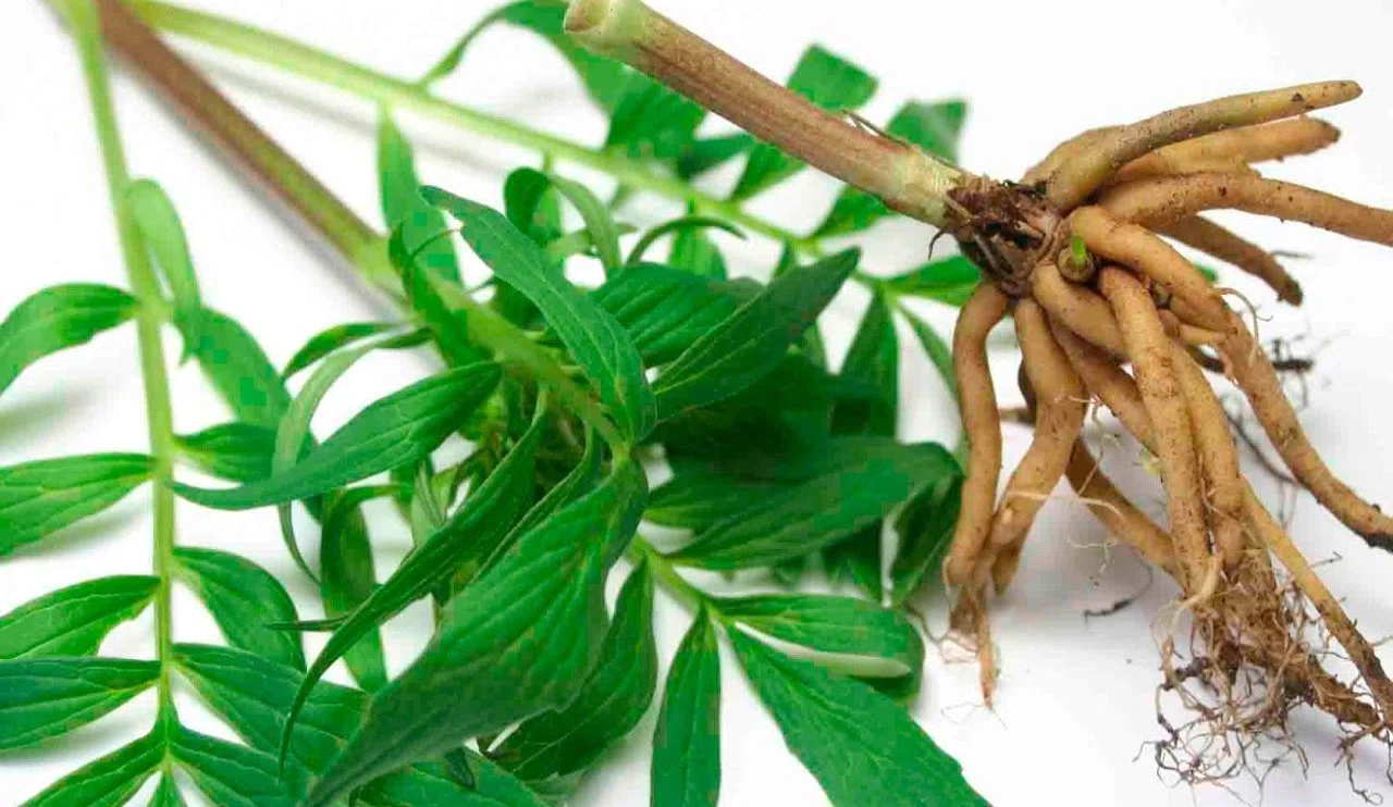 Bu bitkinin faydaları saymakla bitmiyor! Nefes almada zorlanıyorsanız dikkat...