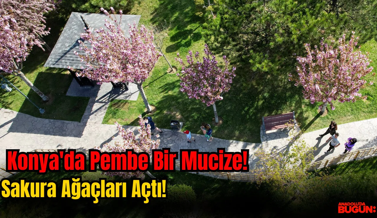 Konya'da Pembe Bir Mucize! Sakura Ağaçları Açtı!