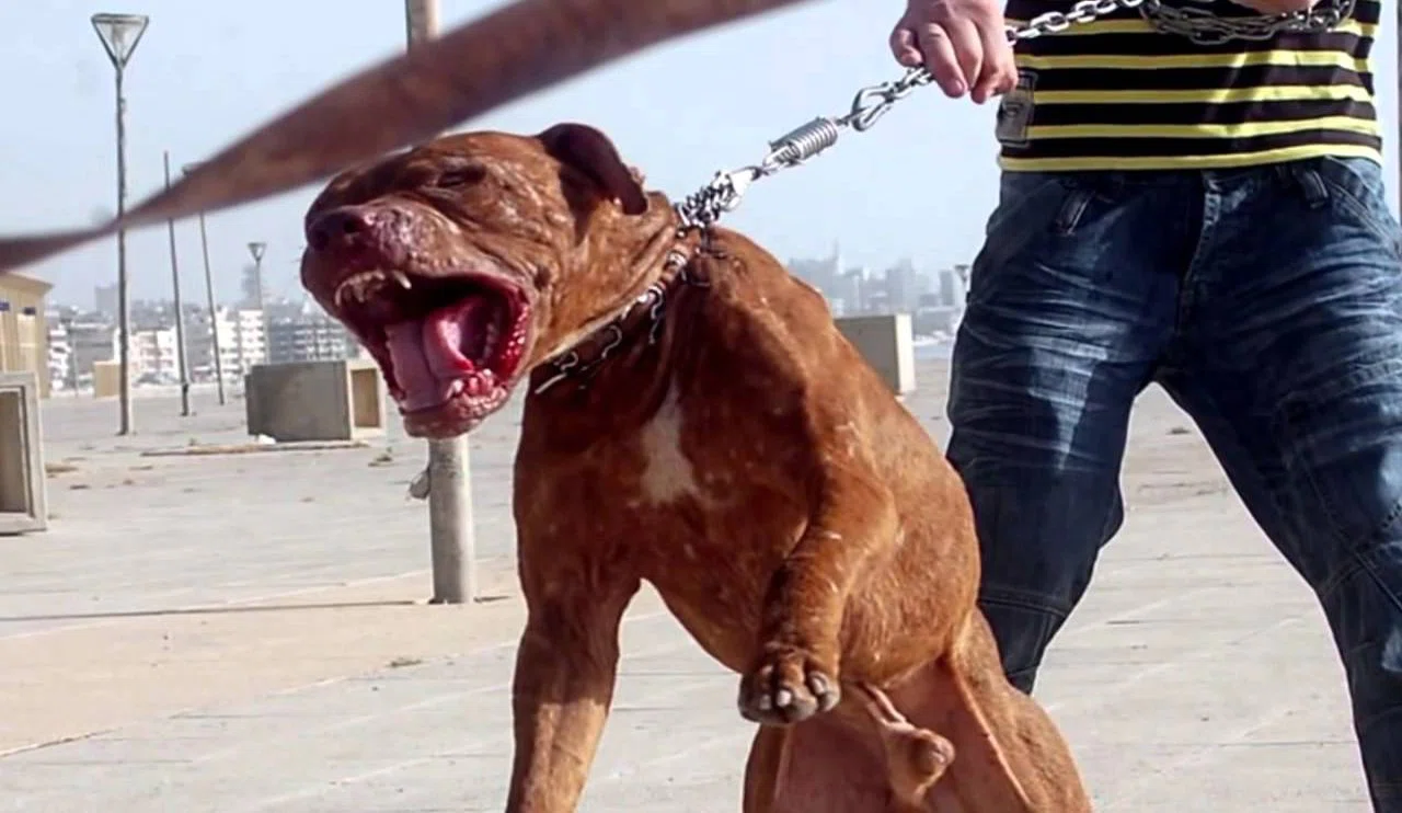 Sokakta Pitbull dehşeti!