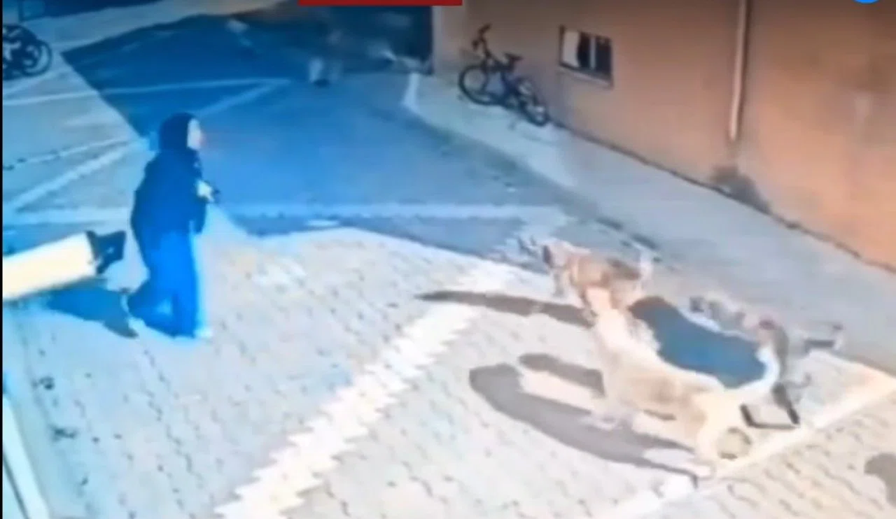 Konya'da başıboş köpek sorunu! Genç kız canını bakın nasıl kurtardı...