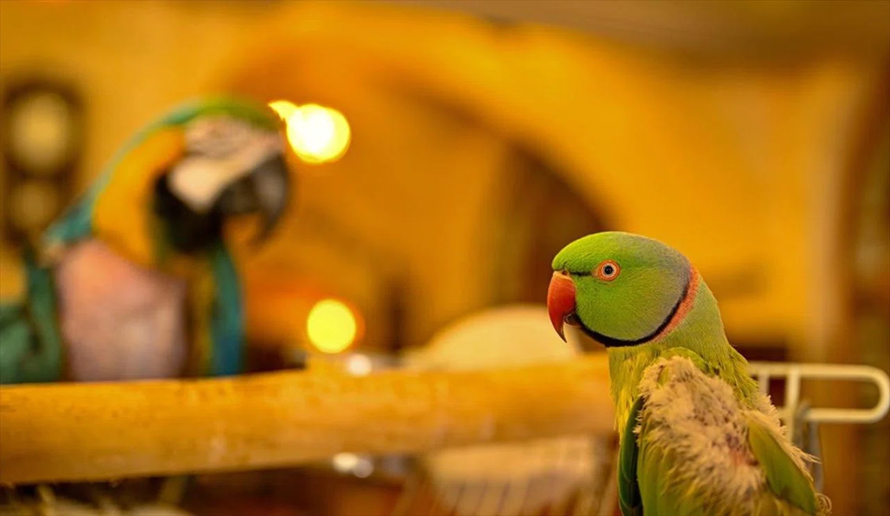 Uçak türbülansa girdi! Çok sayıda yaralı var...