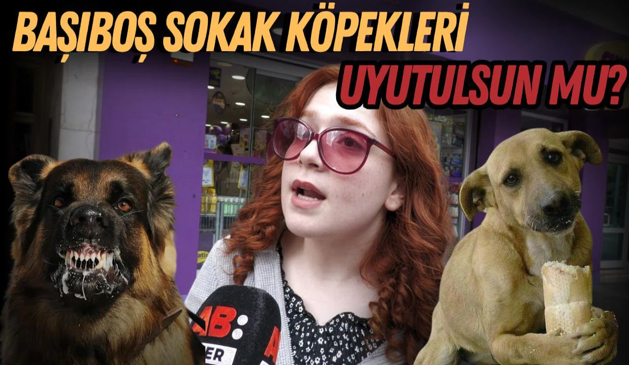 Sokak Köpekleri Uyutulsun mu?