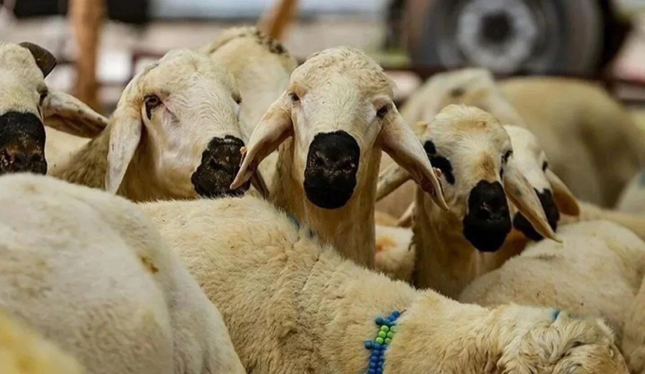 Kurban bayramı'nda sağlık uyarısı ! Yanlış bilinen doğrular tehlikeli...