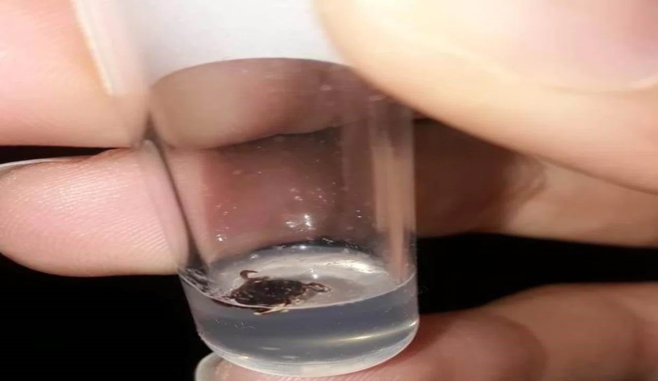 Konya'da kene kabusu! Çok sayıda kişiye yapıştı...