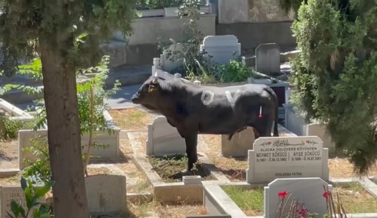 Kızgın boğa bakın nereye daldı! yaralı var...