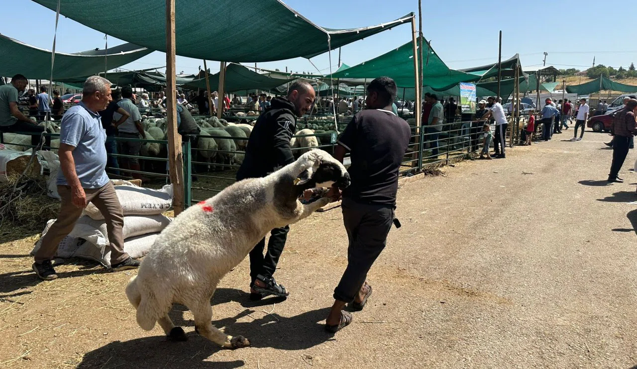 Vatandaşlar Kurbanlık almak için pazarlara akın ediyor!