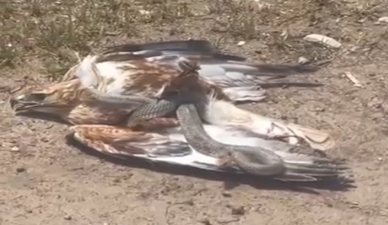 Korkutucu olay! Yılan kartalı işte böyle avladı...