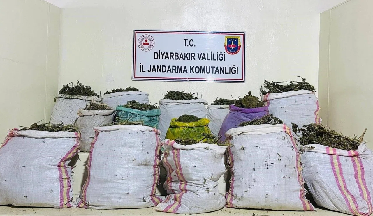 Milyonlarca kök kenevir ele geçirildi! İşte detaylar...