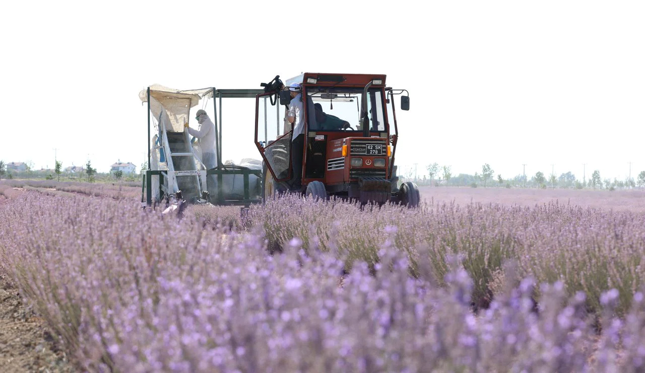 Karatay mor çiçeklerine veda etti! Şimdi hasat zamanı...