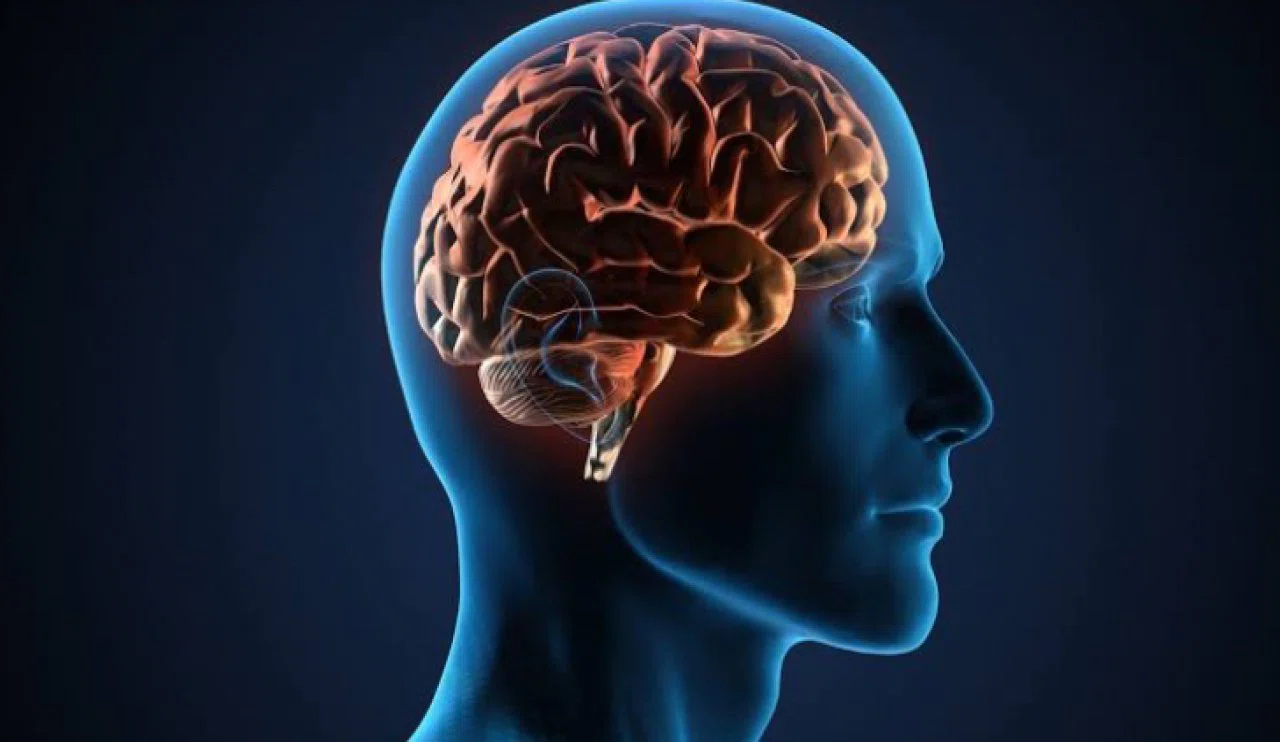 Akşam saatlerinde erkeklerin beyni küçülüyor mu? Bilim insanları açıkladı…