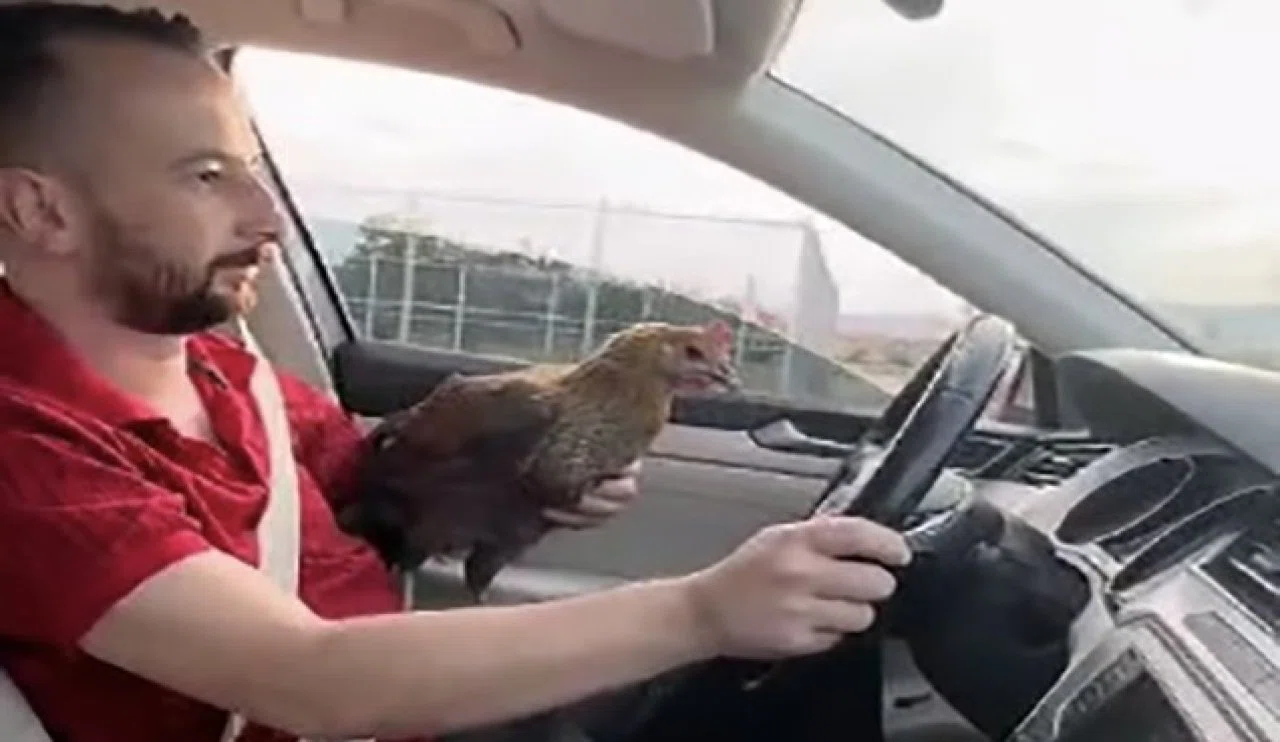 Konya’da tavuklara fısıldayan adam! İzlenme rekoru kırıyor