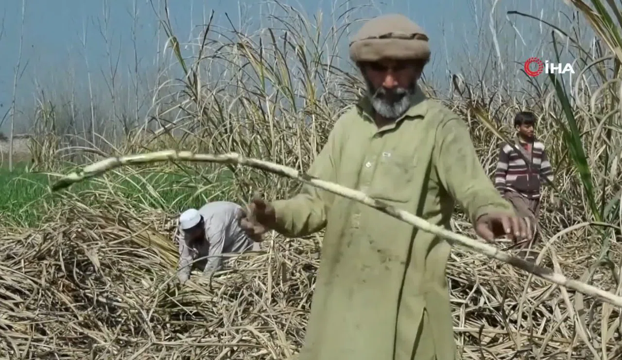 Suriyeliler gitti, tarımı Afgan işçiler ele geçirdi! Maaşları dudak uçuklattı