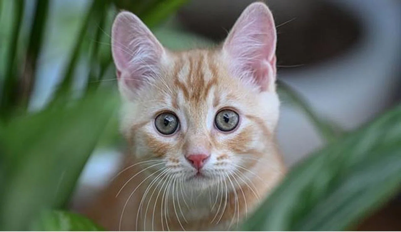 Evcil hayvanlar için yeni dönem! Kimliklendirme zorunlu hale geliyor