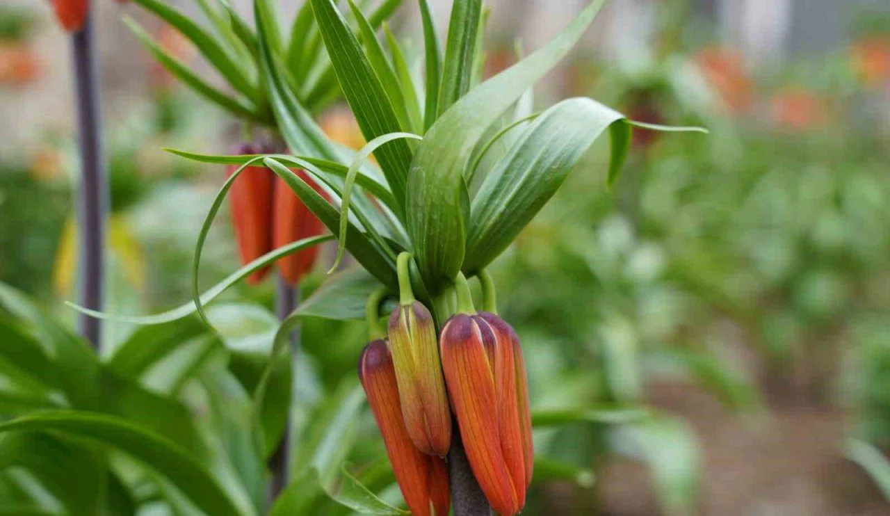 Bu çiçeği koparmanın cezası 244 bin lira!