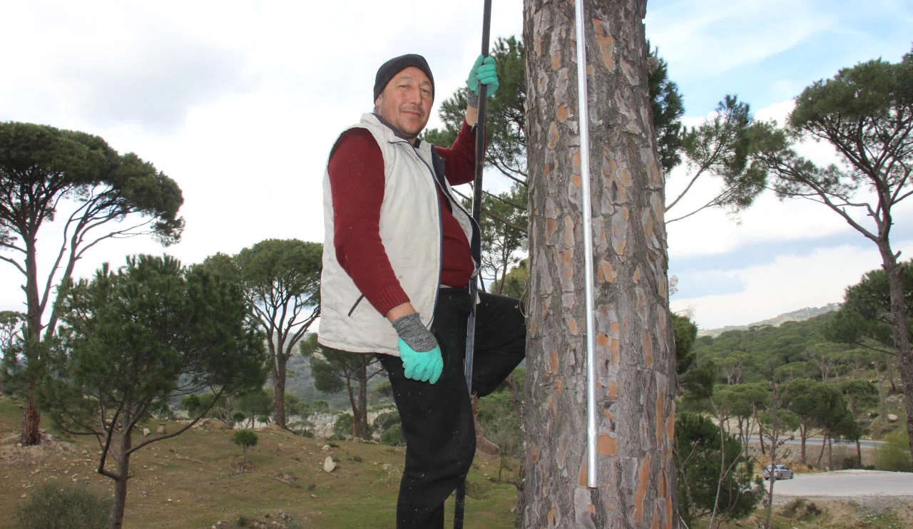Yüksek ağaçlardan ekmek parası kazanıyorlar: Çam fıstığı üreticilerinin zorlu mücadelesi