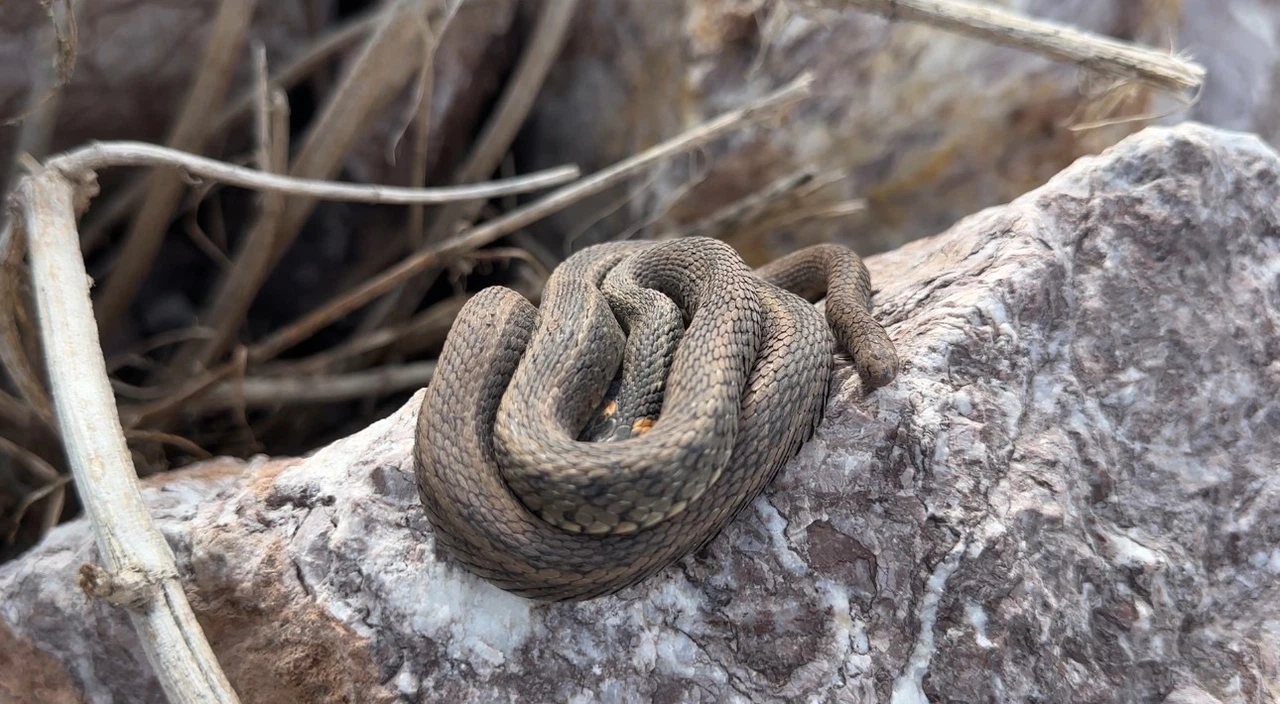 Burası Brezilya değil Türkiye! Yılan Adası tüyleri diken diken ediyor