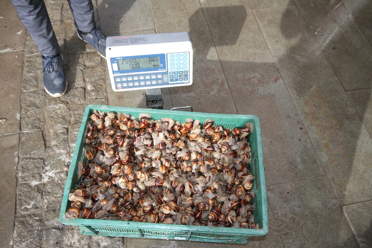 Konya’da öyle bir şey topluyorlar ki! Sümüklü kazanç