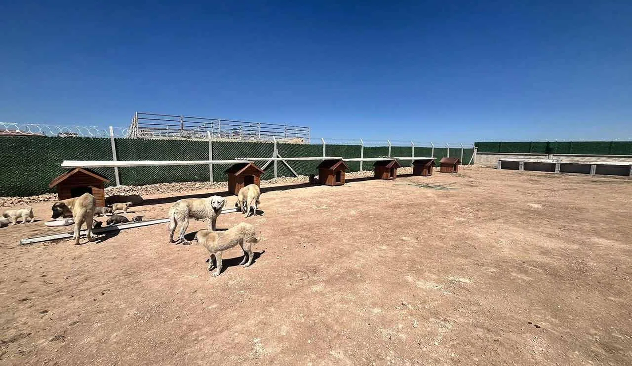 Konya'da bir hayvan barınağı daha açıldı! "Sokak hayvanı problemini çözüyoruz"
