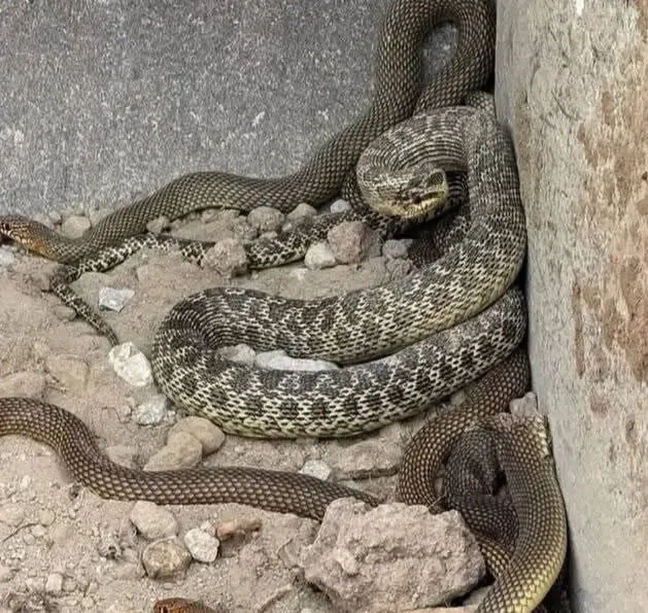 Şantiye Alanında 4 Dev Yılan Paniği! Görüntü Korkuttu