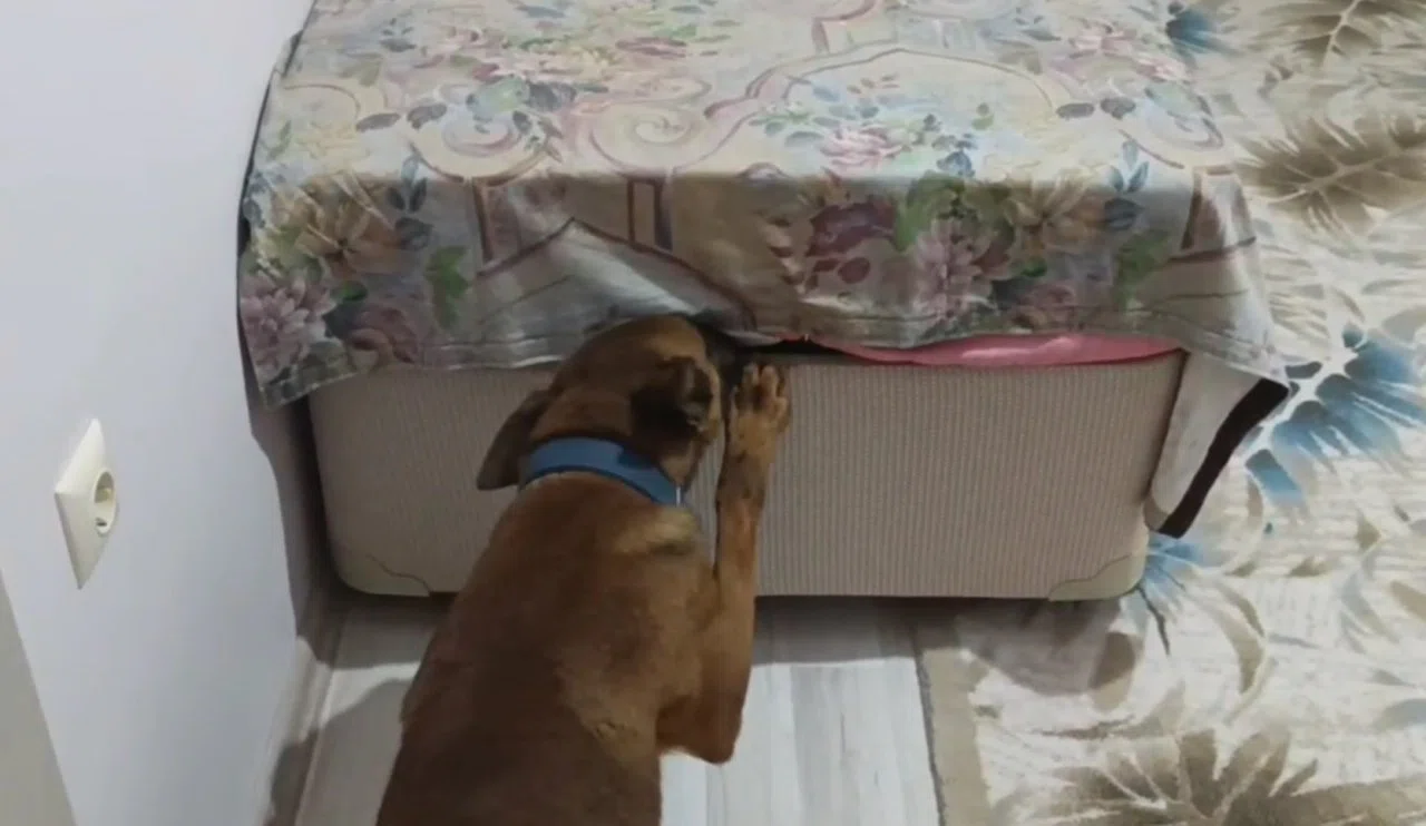 Narkotik Köpeği Baza İçinde 1 Kilogram Bonzai Buldu