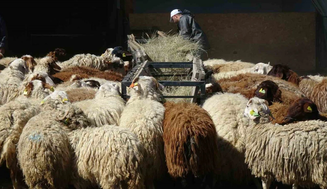 ‘Üniversiteli kurbanlıklara’ rağbet büyük!