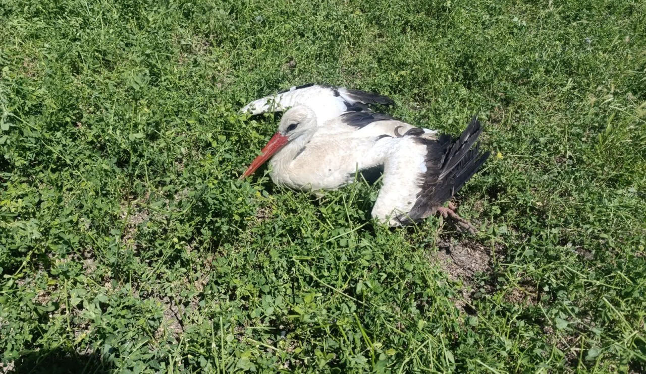 Konya'da Yaralı Leyleğe Duyarlı Vatandaş Sahip Çıktı