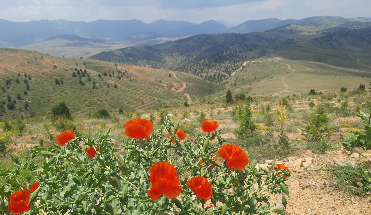 Bozkır Dikilitaş Yaylası'nın Gizli Hazinesi Ortaya Çıktı: Endemik Bitki Cenneti Koruma Altına Alınmalı!