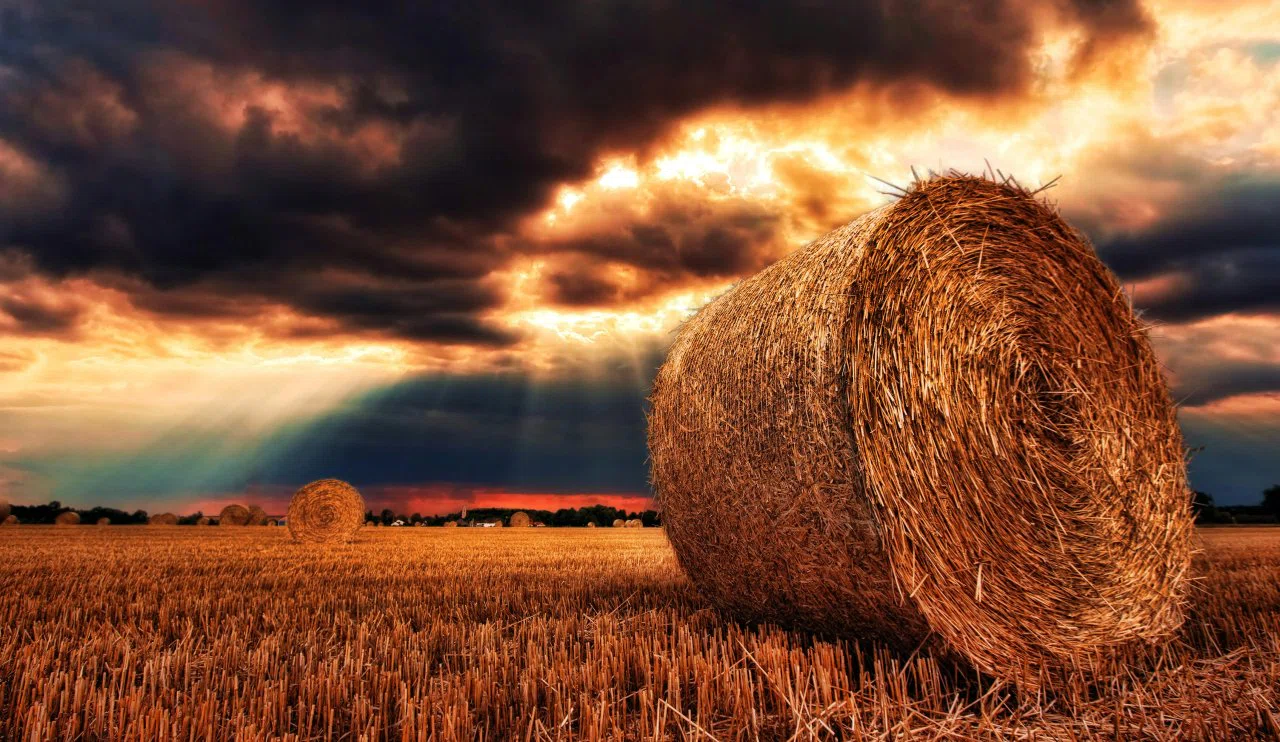 Buğday, Arpa ve Mısırda Fiyatlar Geriledi: Haftalık Tarım Raporu Açıklandı