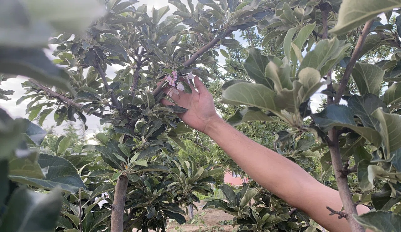 Kulu’da elma ağacı çiçek açtı