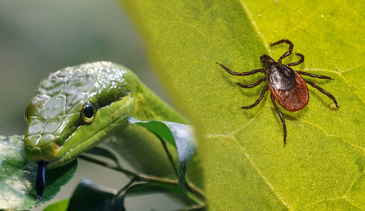 Kırsalda Endişe Büyüyor: Yılan ve Kene Vakalarında Artış, Konya Halkı Geleneksel Yöntemlere Yöneliyor