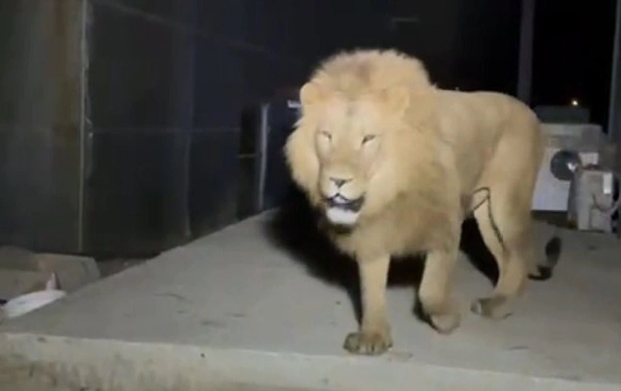 Türkiye’de bu da oldu! Aslan hayvanat bahçesinden kaçtı