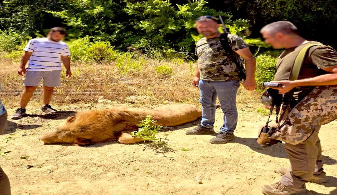 Antalya'da Vurulan Aslanın Ardından Sosyal Medyada Öfke Seli: #Öldürmüşler