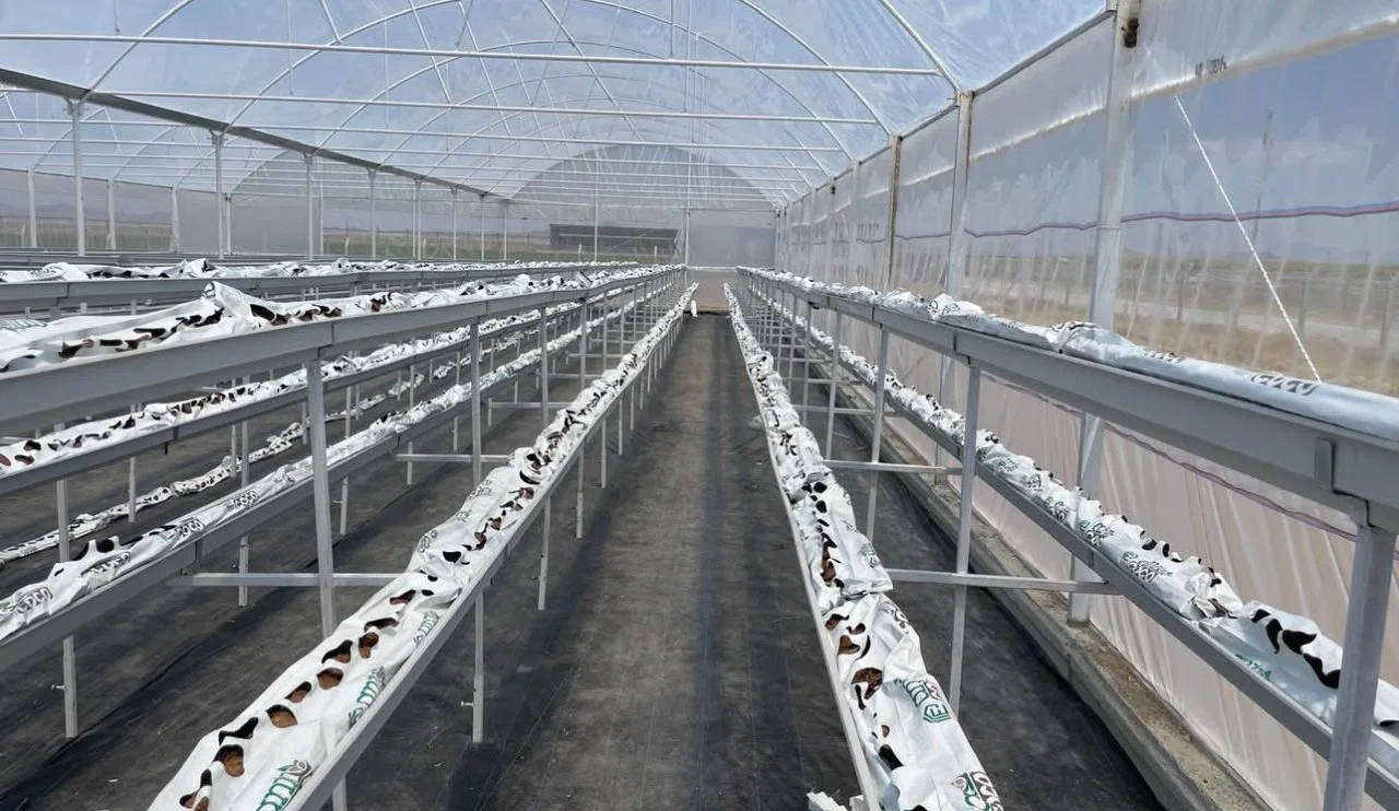 Konya Ereğli’de bir ilk gerçekleşecek! Toprak olmadan üretilecek