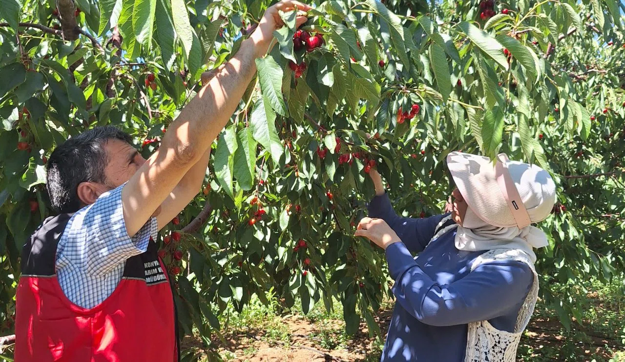 Üreticilere destek! Konya'da kiraz bahçelerine yakın takip