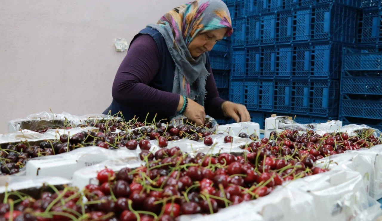 İhracat durma noktasında! Konya'nın meşhur kirazına zirai don darbesi