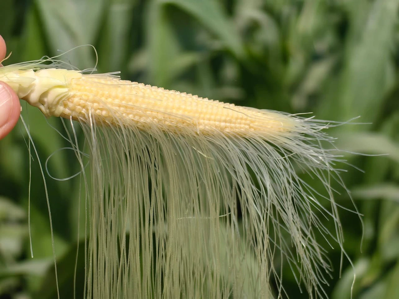 Ziraat Profesörü açıkladı! Konya’da üretilen baby corn tam bir süper gıda çıktı