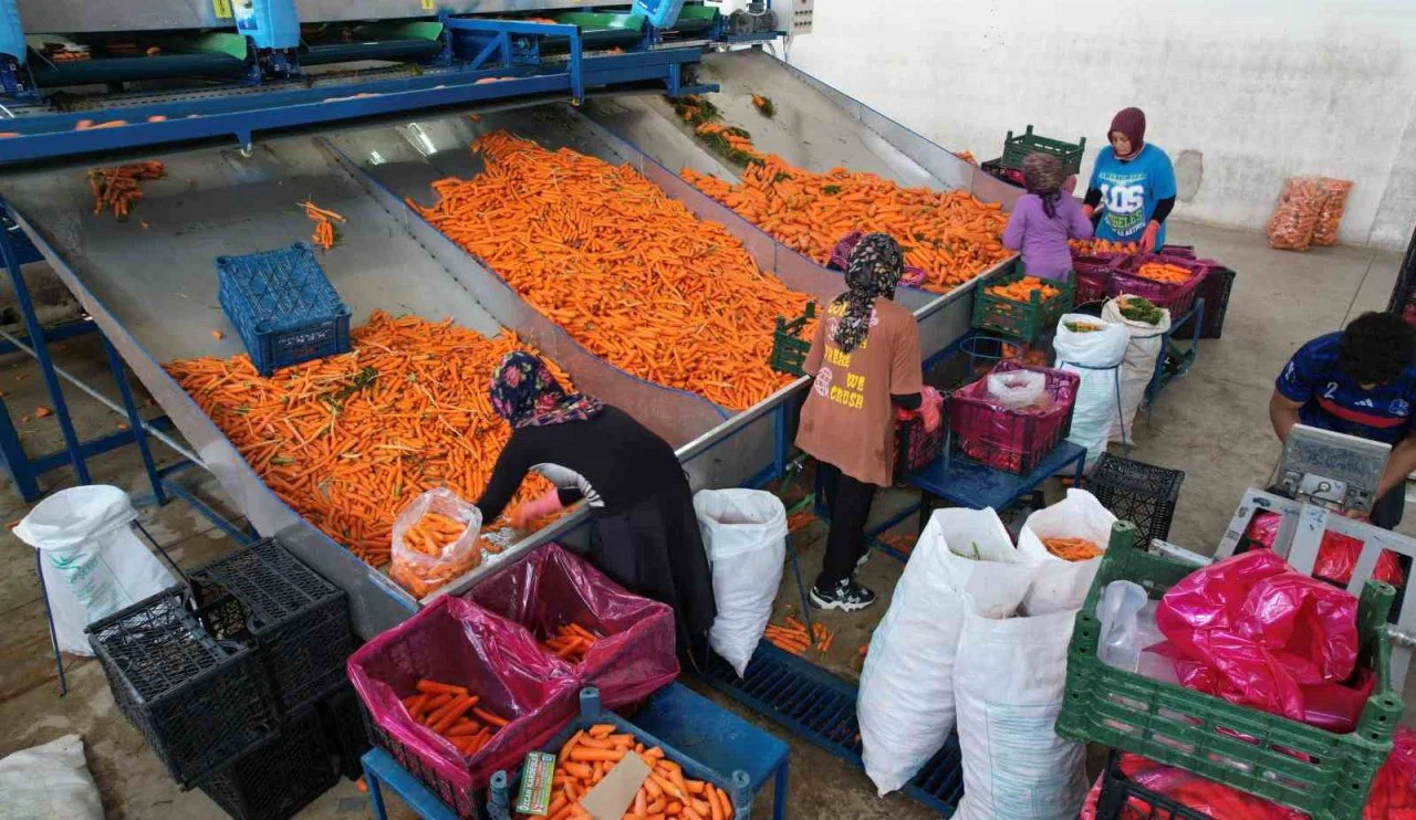 Konya’da kadınlar havuç üretiminin belkemiği