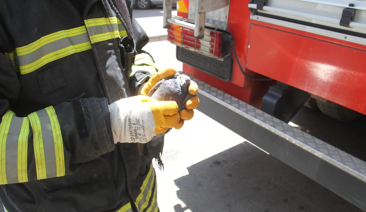 Beyşehir’de güvercin kurtarma operasyonu